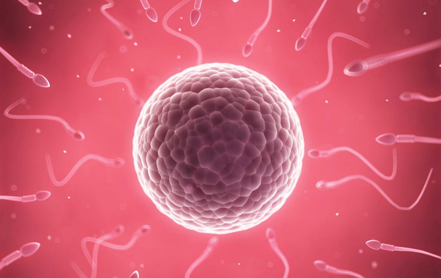 fertilidad